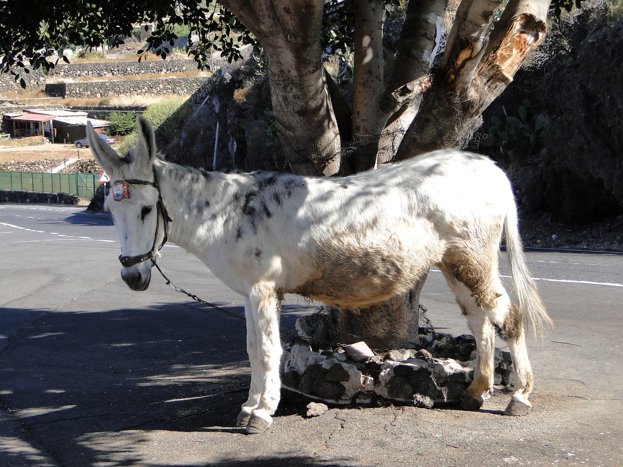 donkey work street free photo