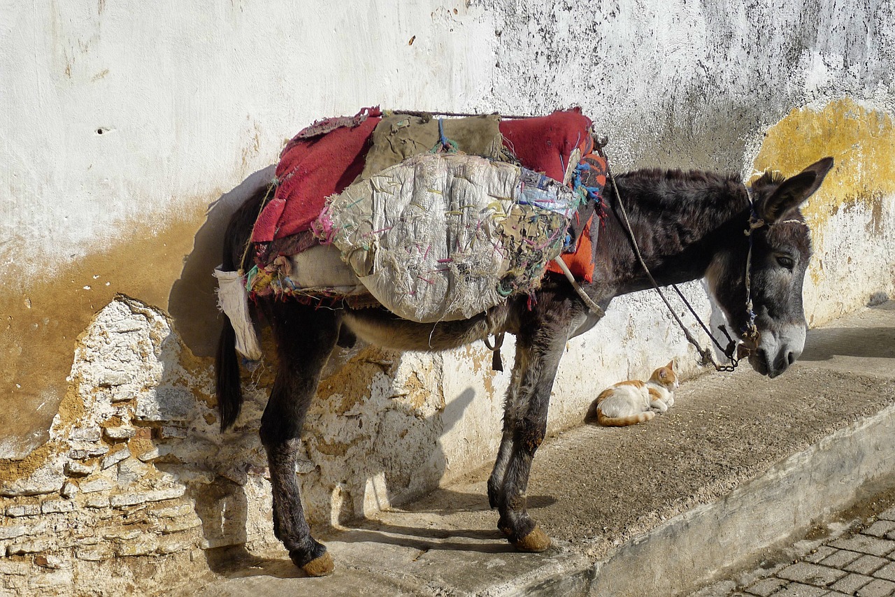 donkey holiday morocco free photo