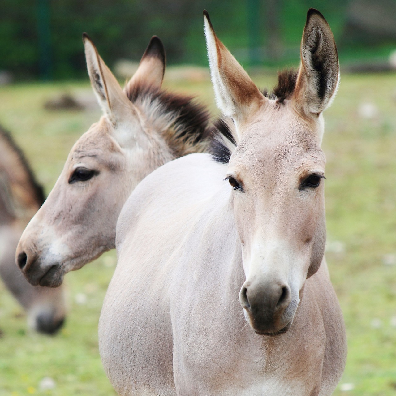 donkey animals group free photo