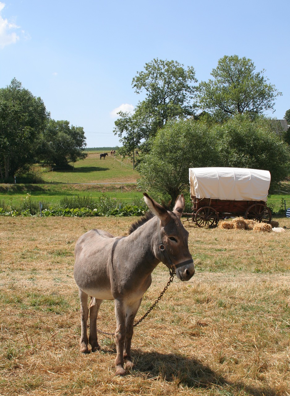 donkey ass meadow free photo