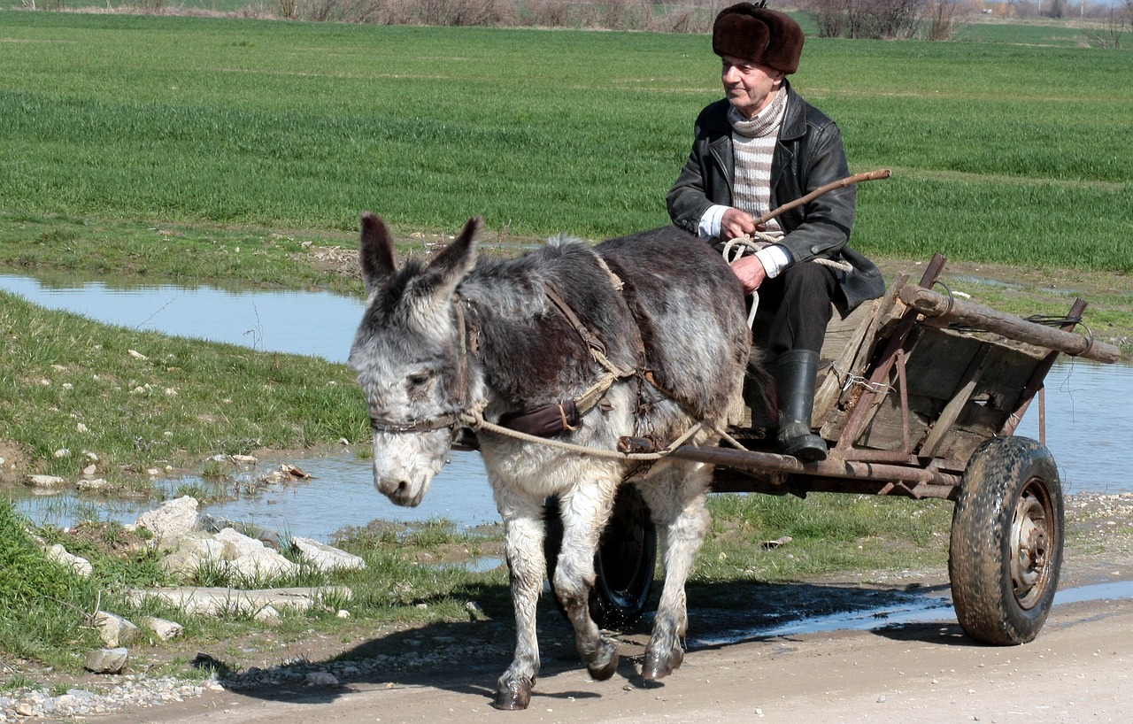donkey cart t free photo