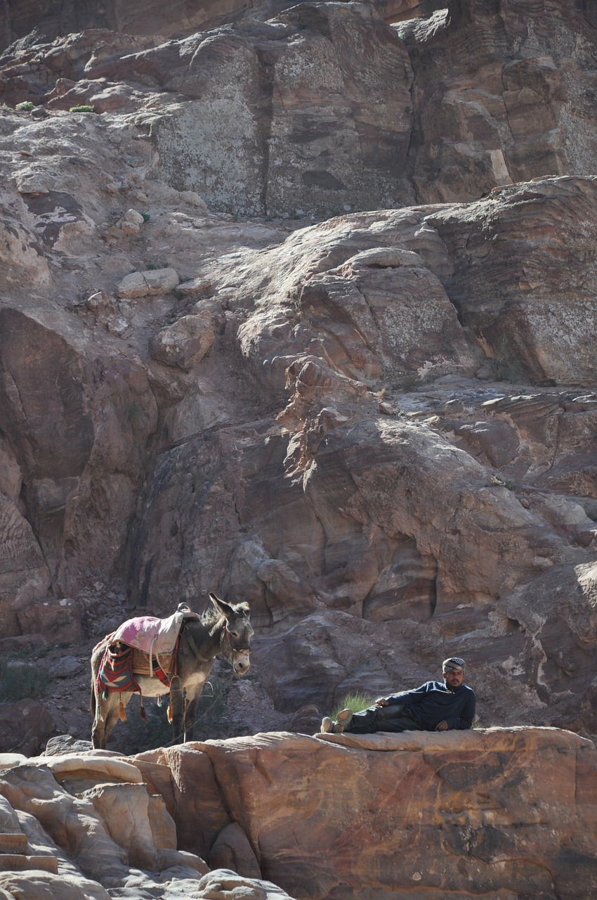 donkey jordan mountain free photo
