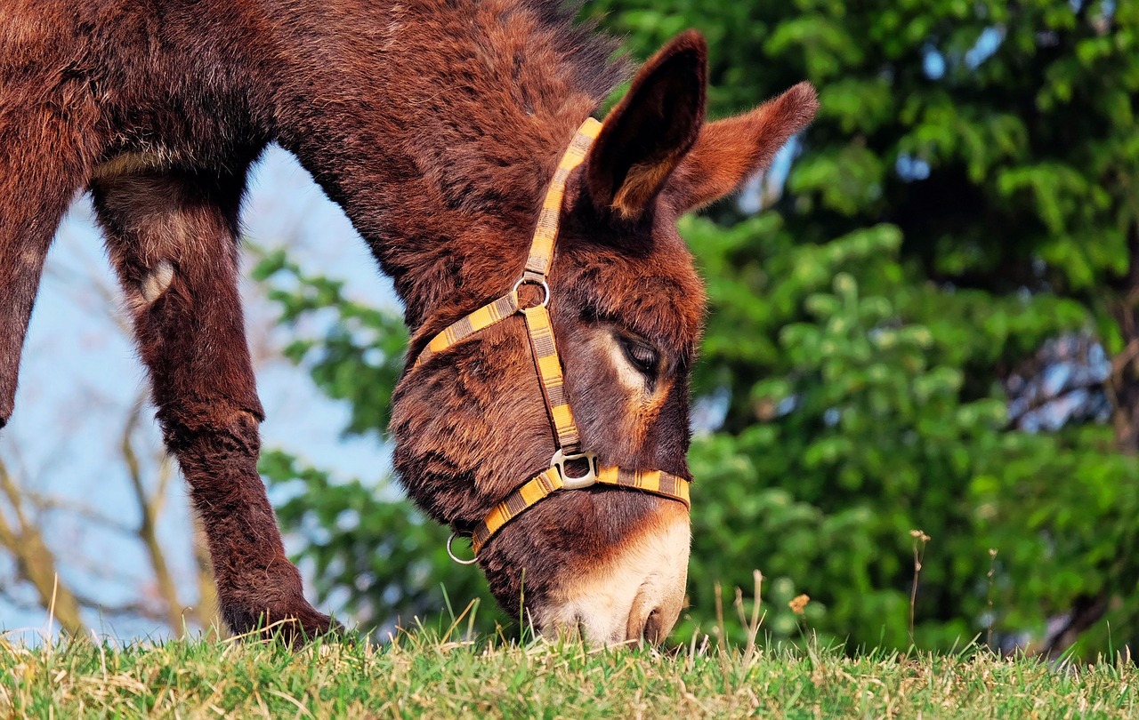 donkey mule animal free photo