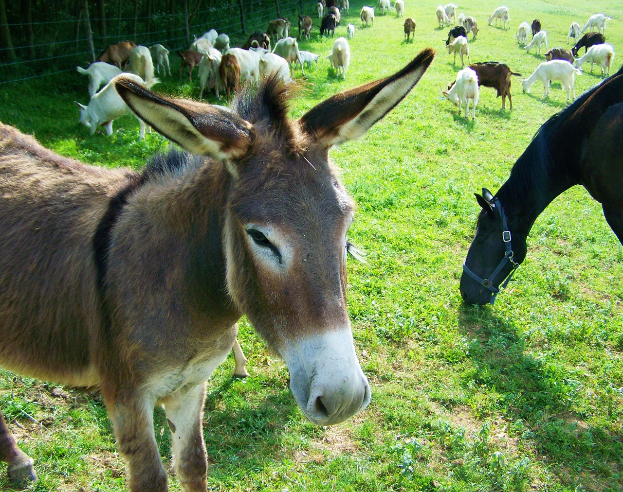 donkey hoofed animals grayish-brown free photo