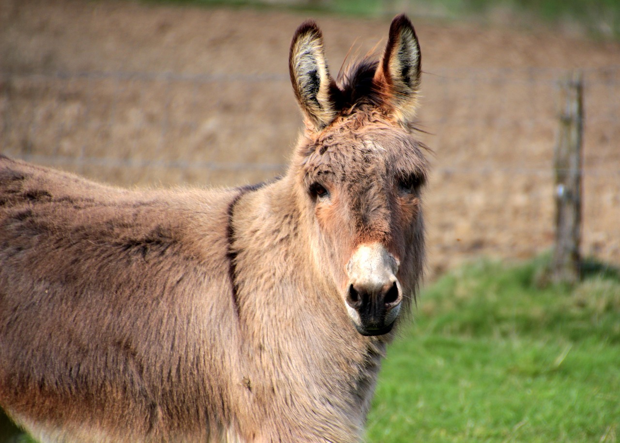 donkey domestic donkey equus asinus asinus free photo