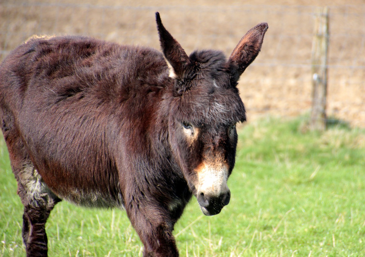 donkey domestic donkey equus asinus asinus free photo