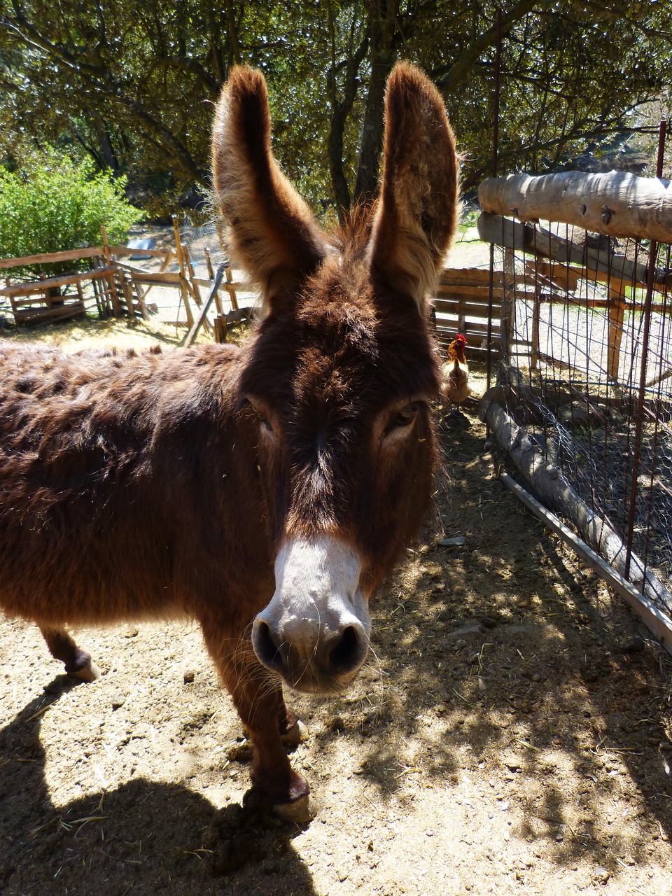 donkey ass farm free photo