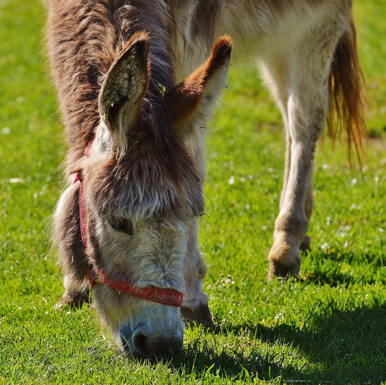 donkey animal nature free photo