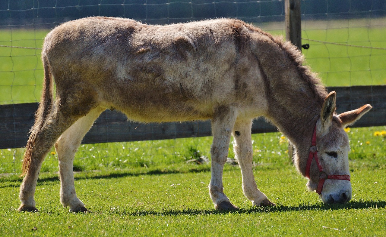 donkey animal nature free photo