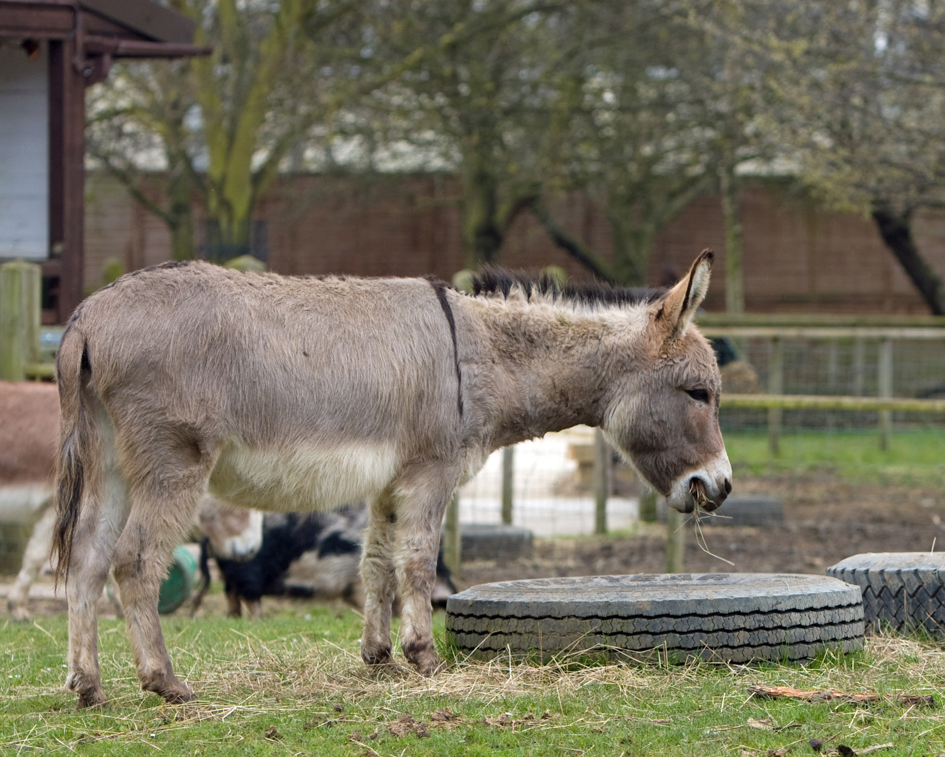donkey animal mammal free photo