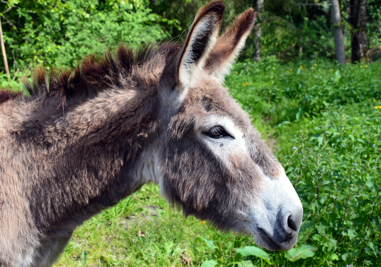 donkey animal domestic animal free photo