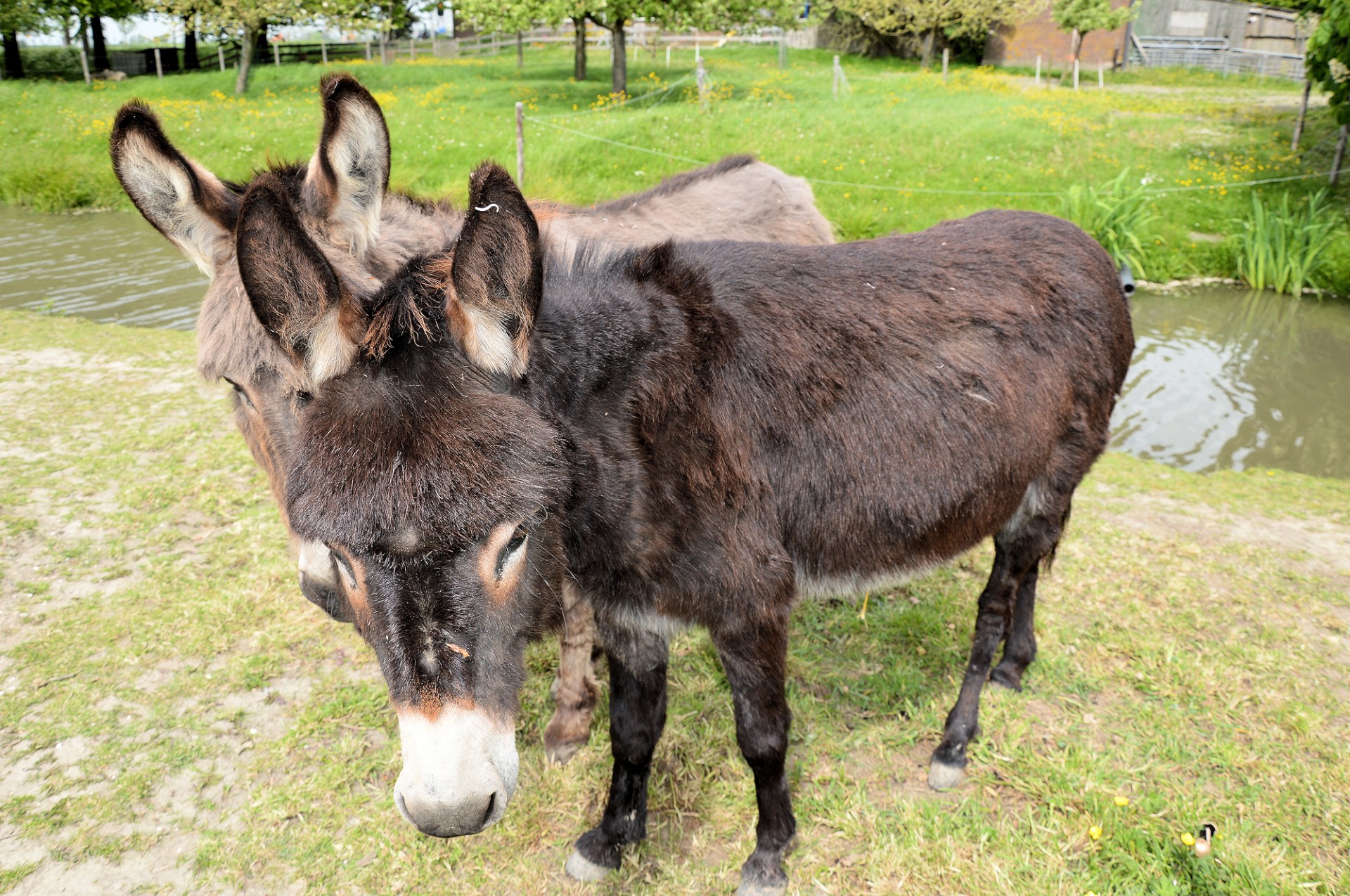 donkey animal farm free photo