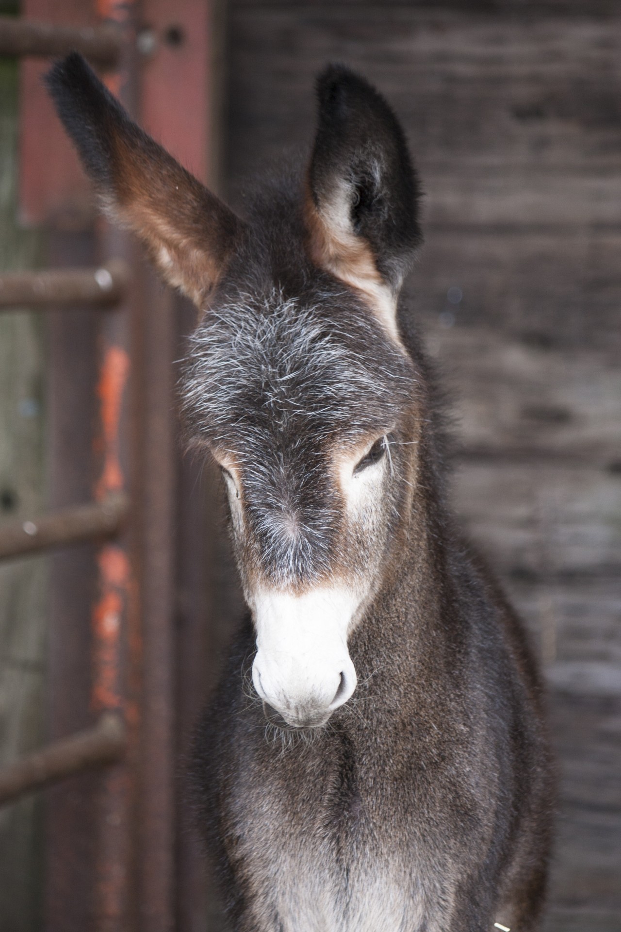donkey foal baby free photo