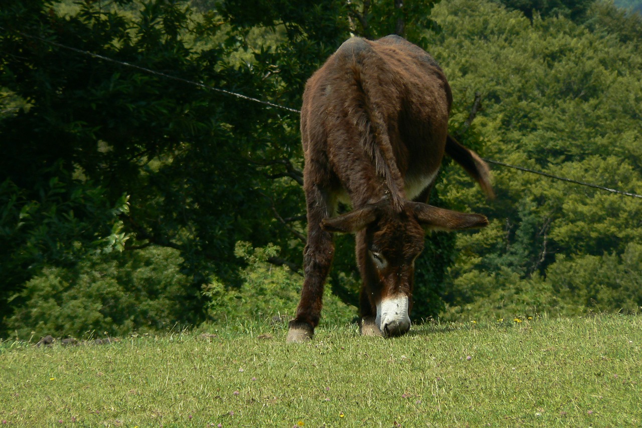 donkey animals farm animal free photo