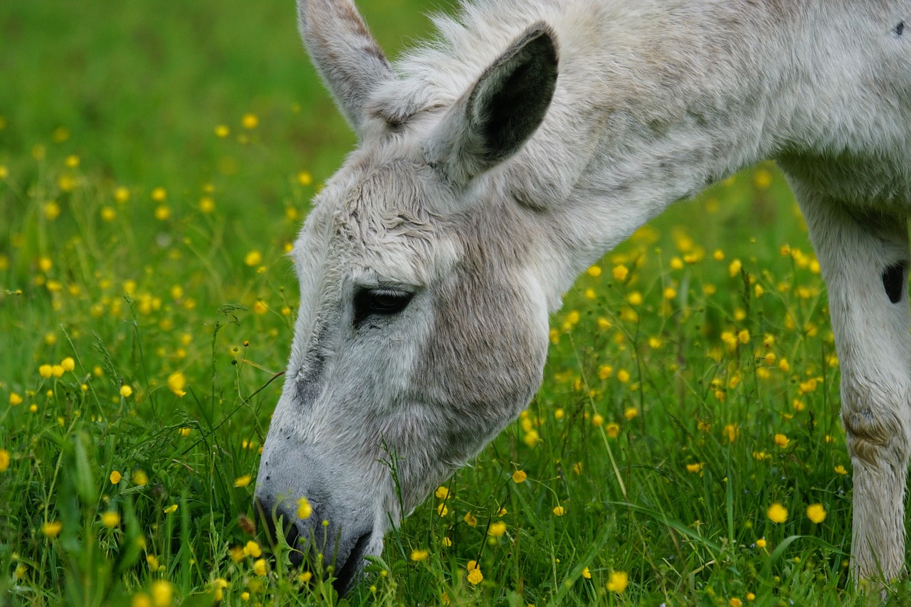donkey domestic donkey perissodactyla free photo