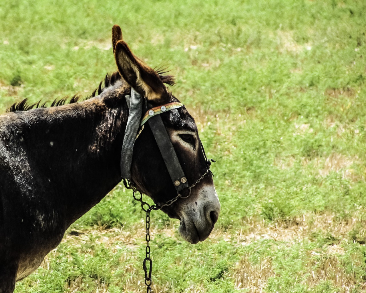 donkey field animal free photo