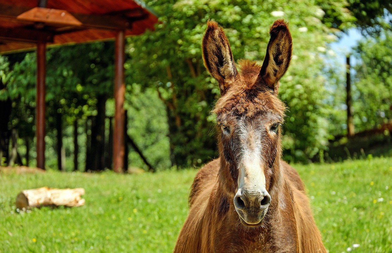 donkey mule animal free photo