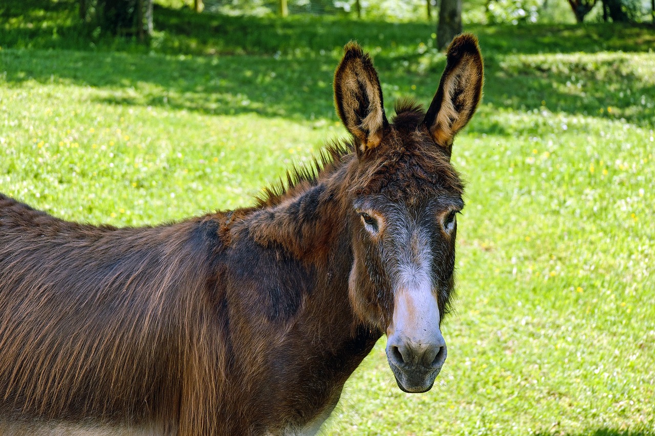 donkey mule animal free photo