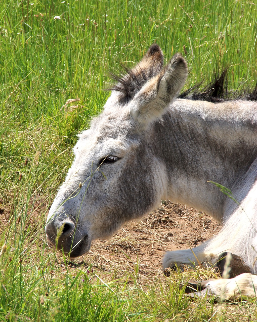 donkey nature animals free photo