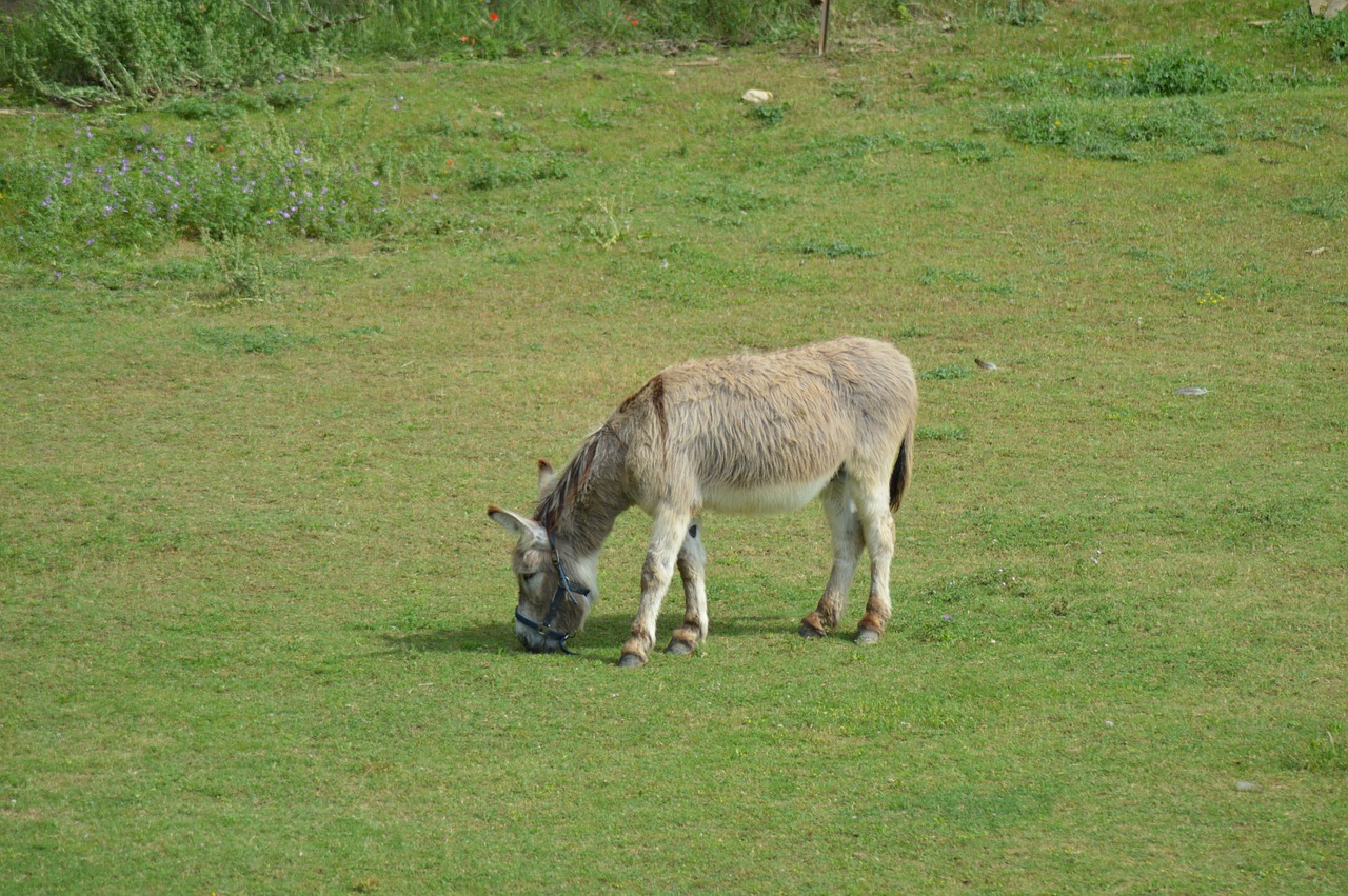 donkey animal prairie free photo