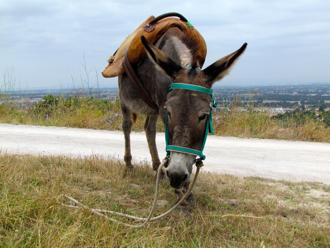 donkey animal portugal free photo