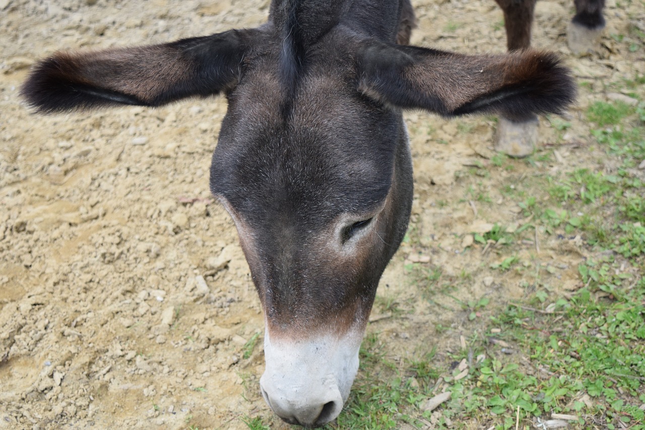donkey donkey head grey free photo