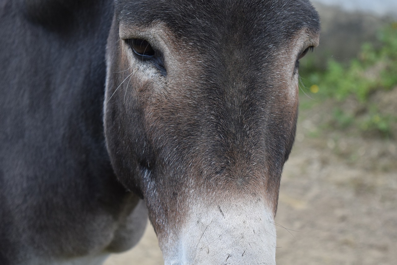 donkey head close free photo