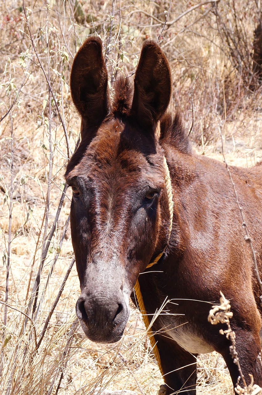 donkey animal four legged free photo