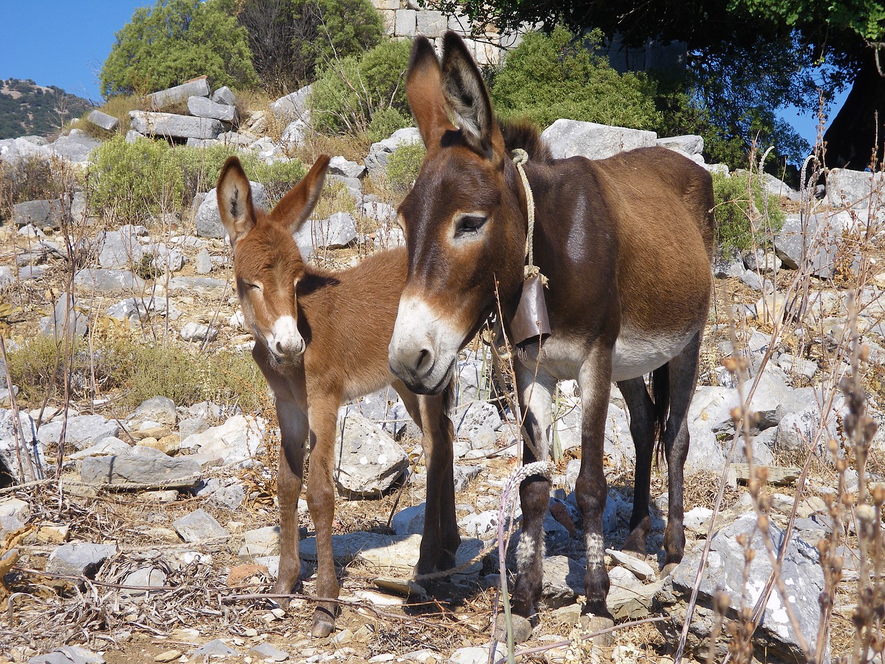 donkey mountains turkey free photo