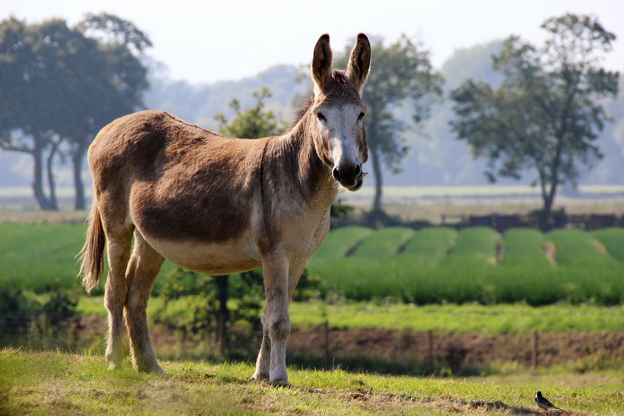 donkey ass animal free photo