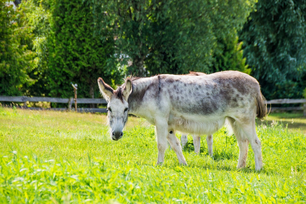 donkey meadow nature free photo