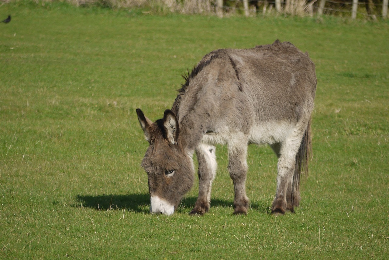 donkey animal grazing free photo