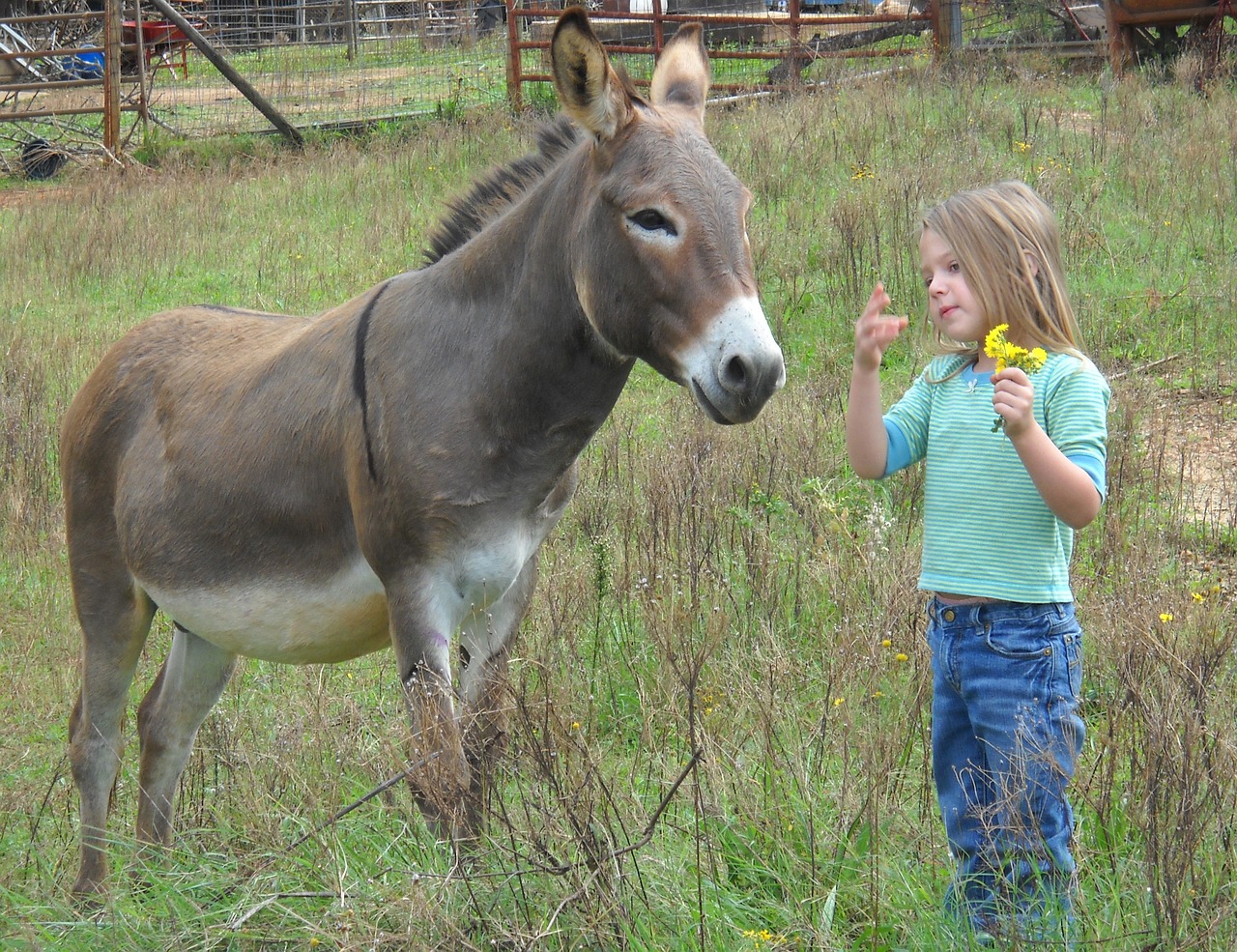 donkey child farm free photo