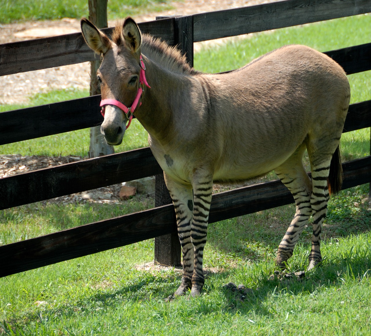 donkey zonkey mixed breed free photo