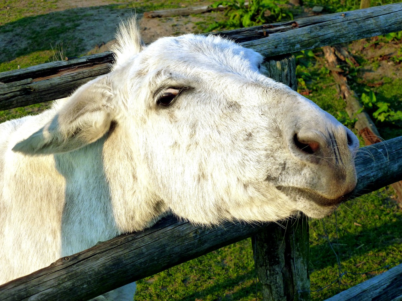 donkey livestock beast of burden free photo