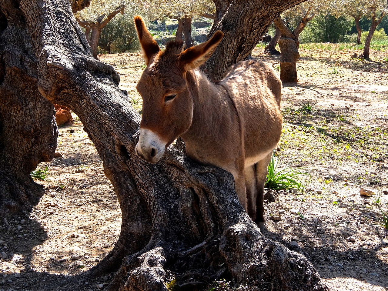 donkey mediterranean mallorca free photo