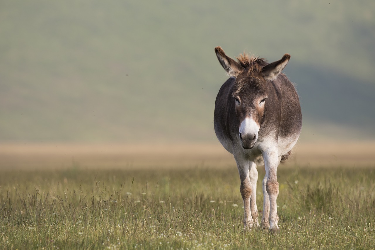 donkey nature animal free photo