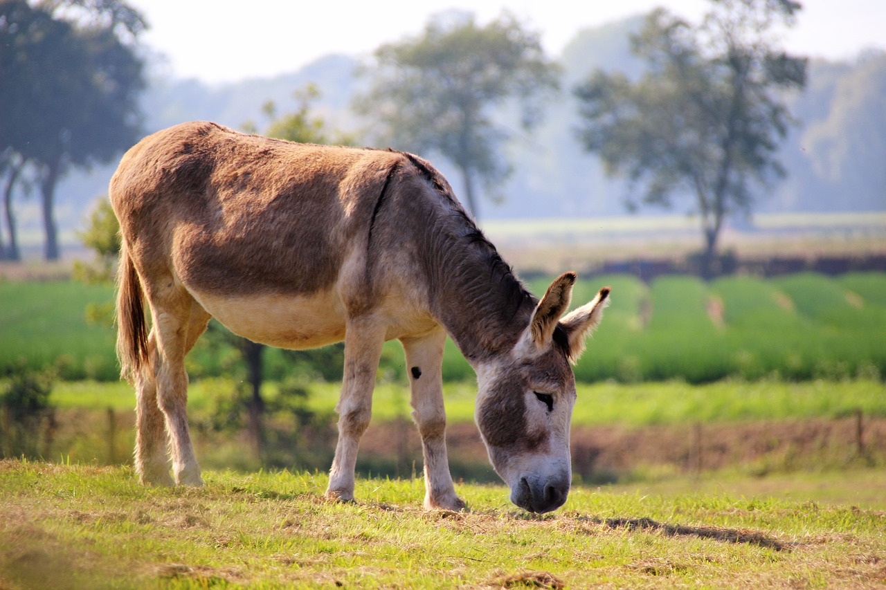 donkey ass animal free photo