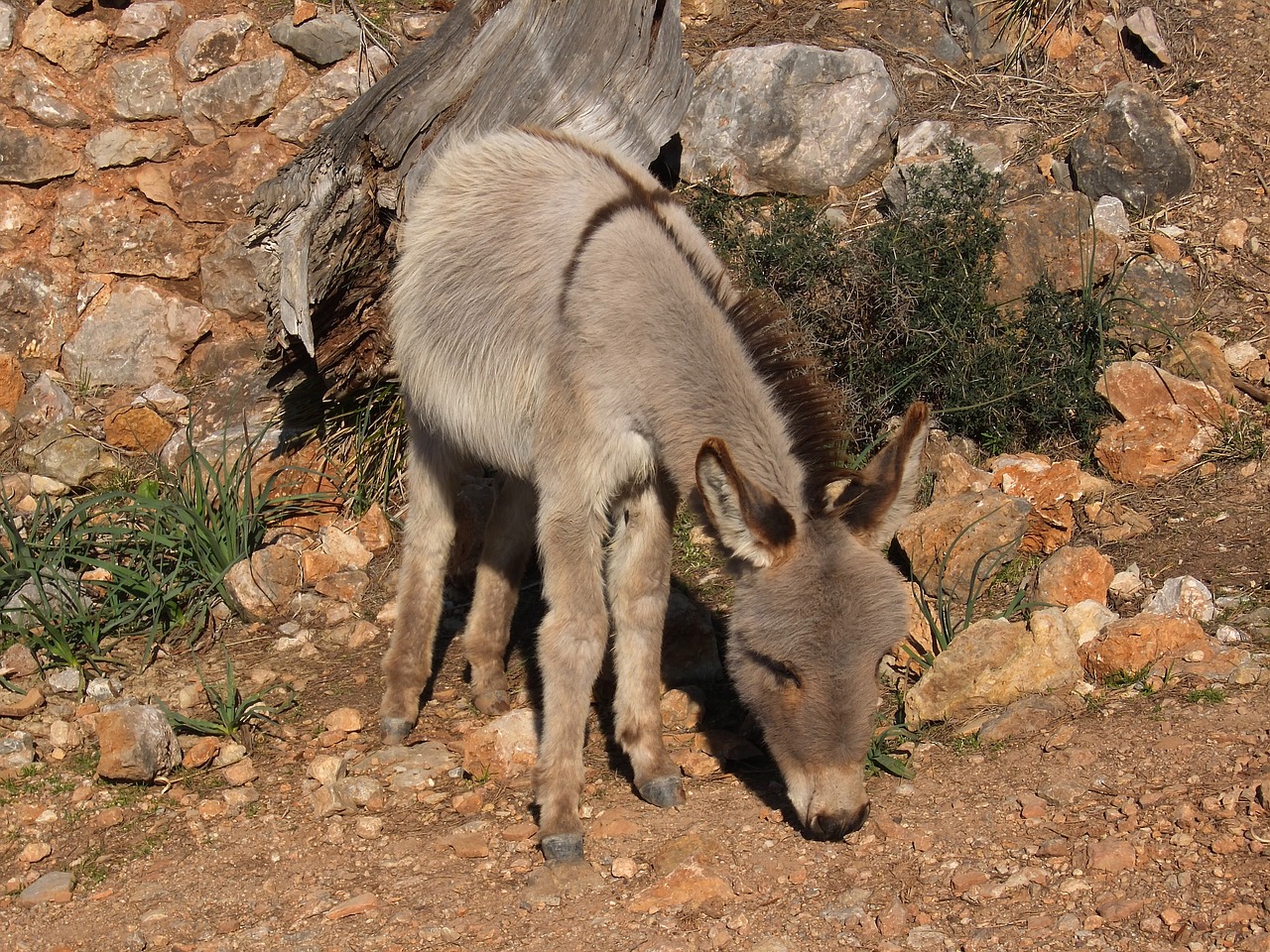 donkey mediterranean mallorca free photo