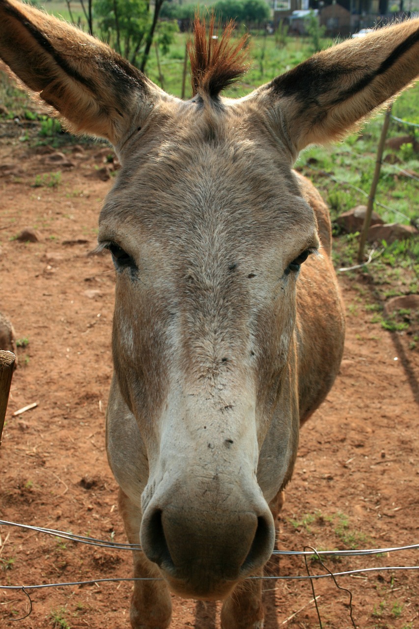 donkey grey long ears free photo