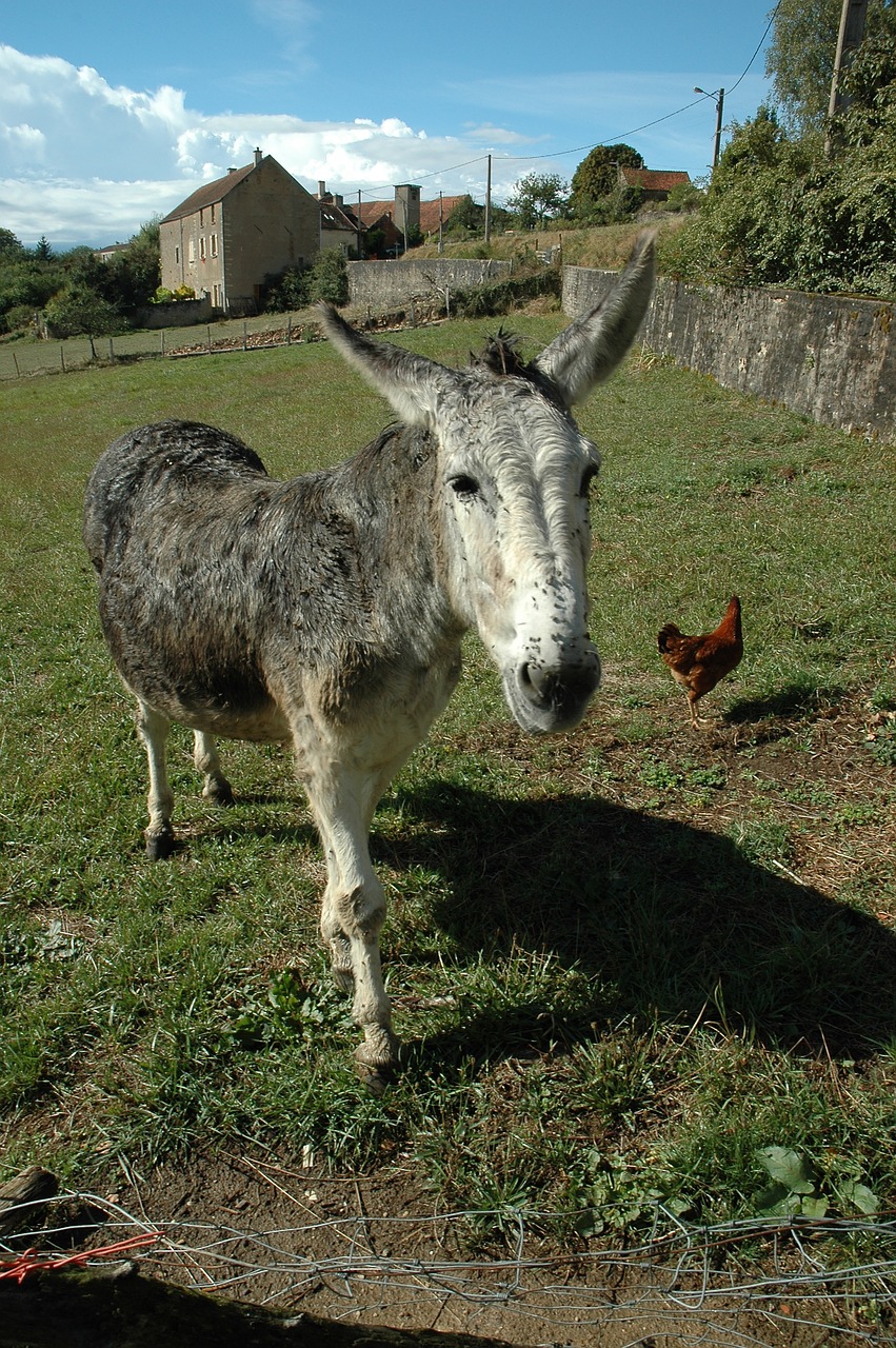 donkey chicken animals free photo