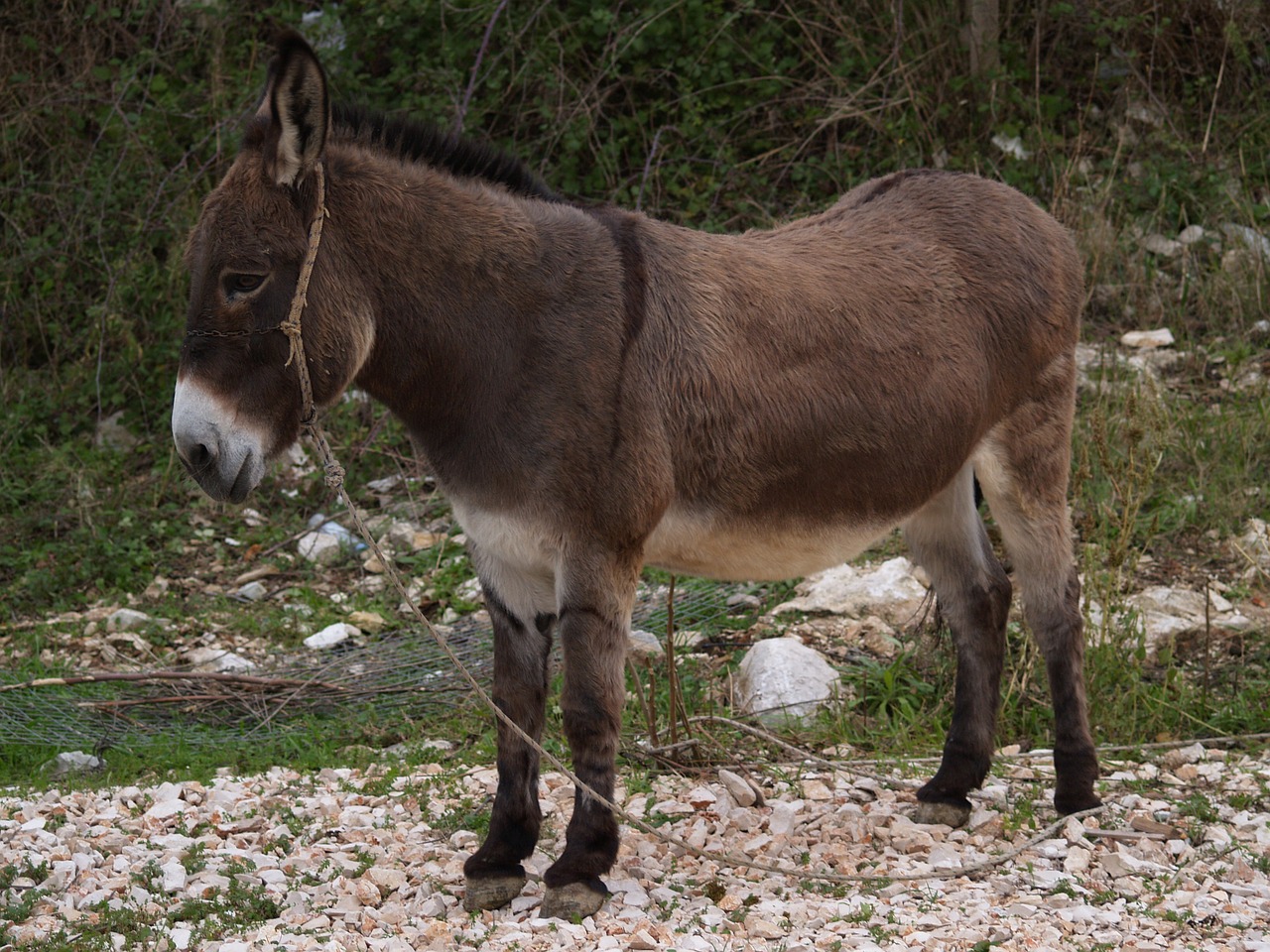 donkey animal wildness free photo