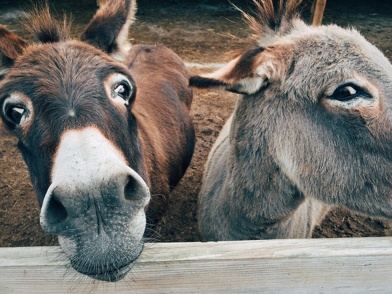 donkey farm animal free photo