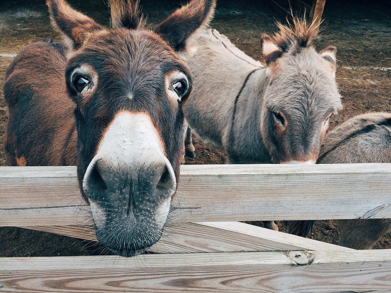 donkey farm animal free photo