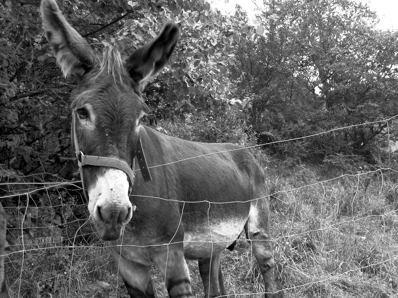 donkey animal farm free photo