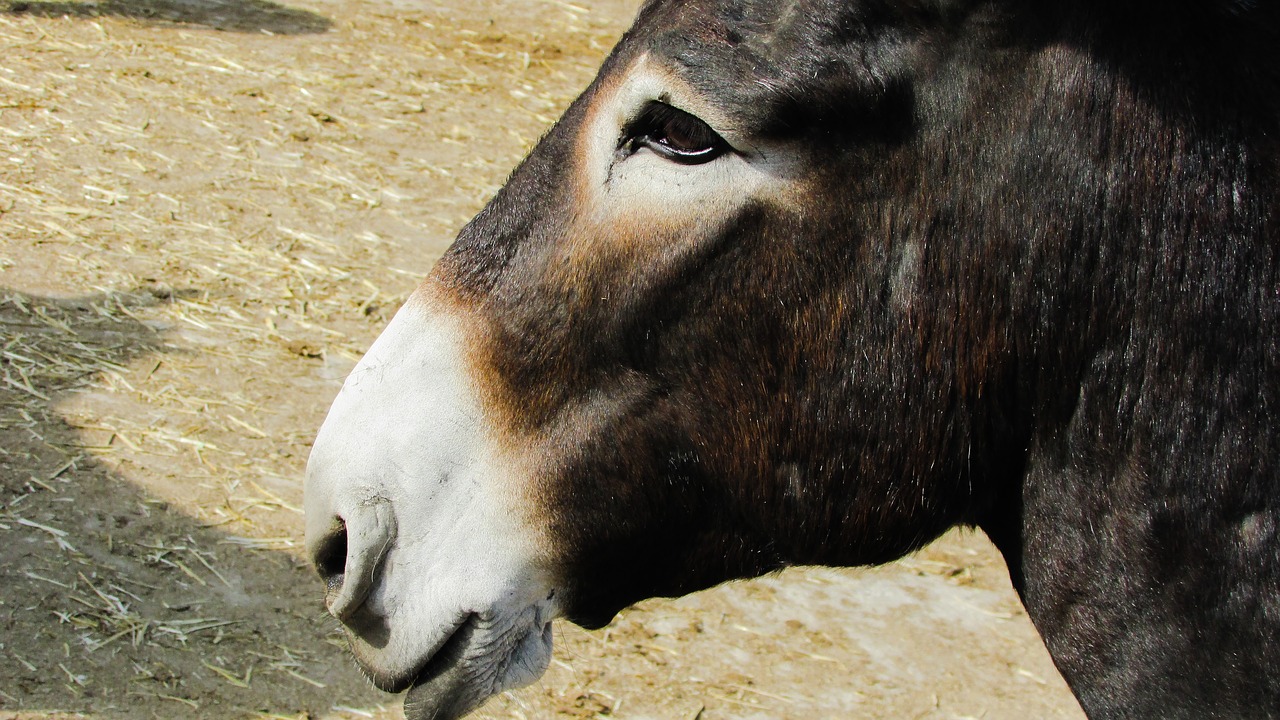 donkey animal portrait free photo