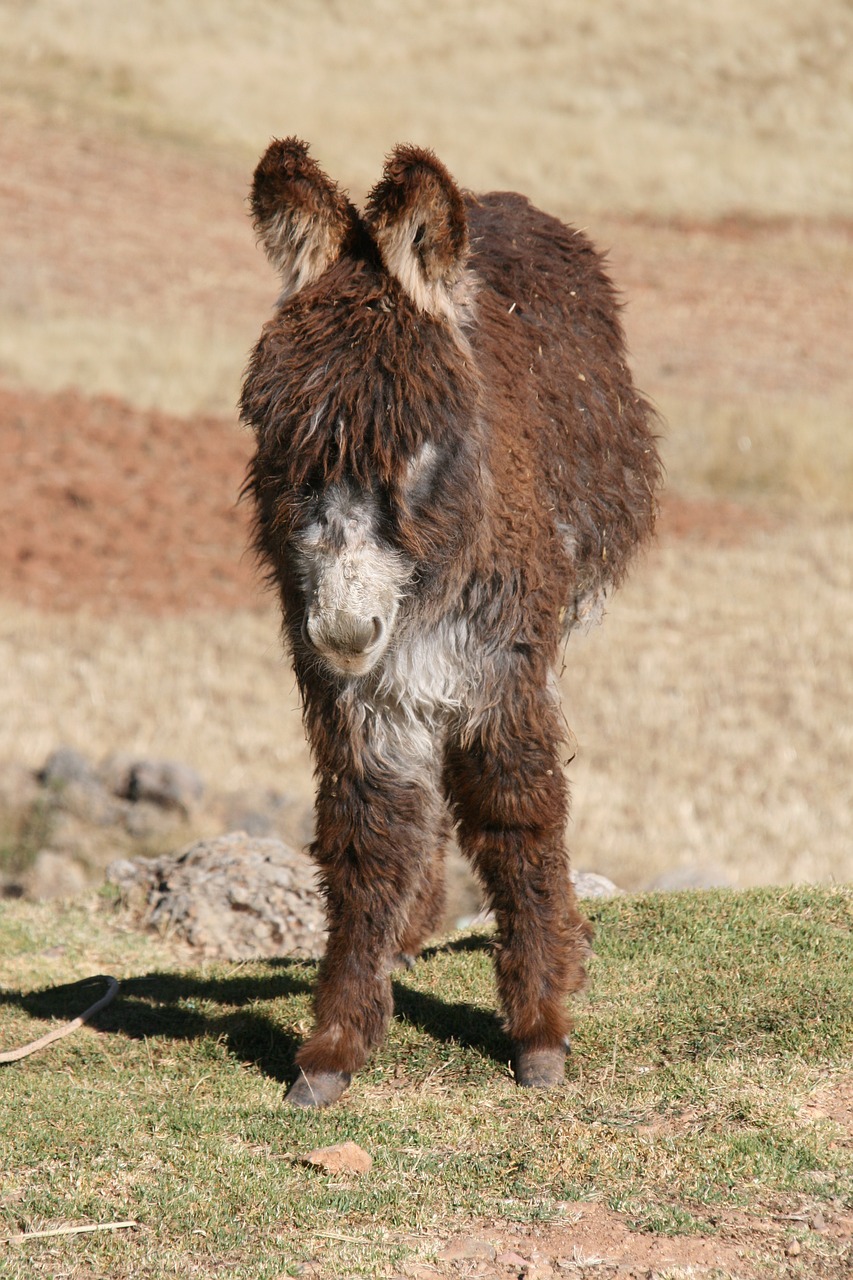 donkey peru animal free photo