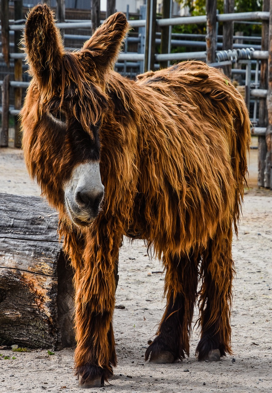 donkey zoo wilhelma free photo