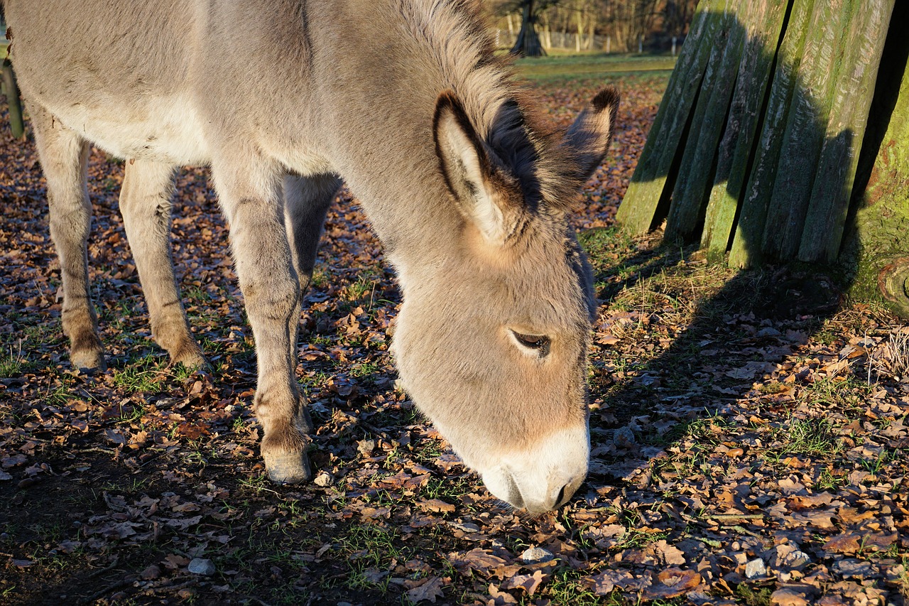 donkey animals nature free photo