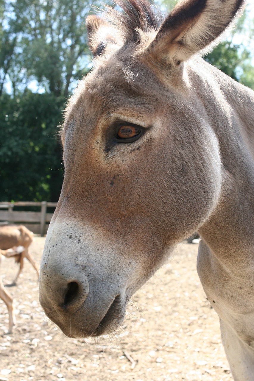 donkey animal free pictures free photo